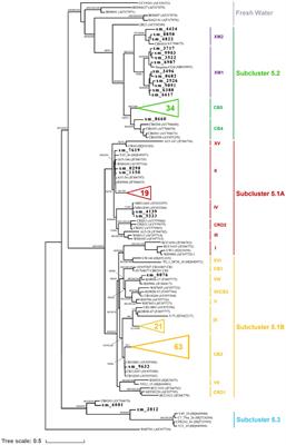 Genomic insights into the adaptation of Synechococcus to the coastal environment on Xiamen